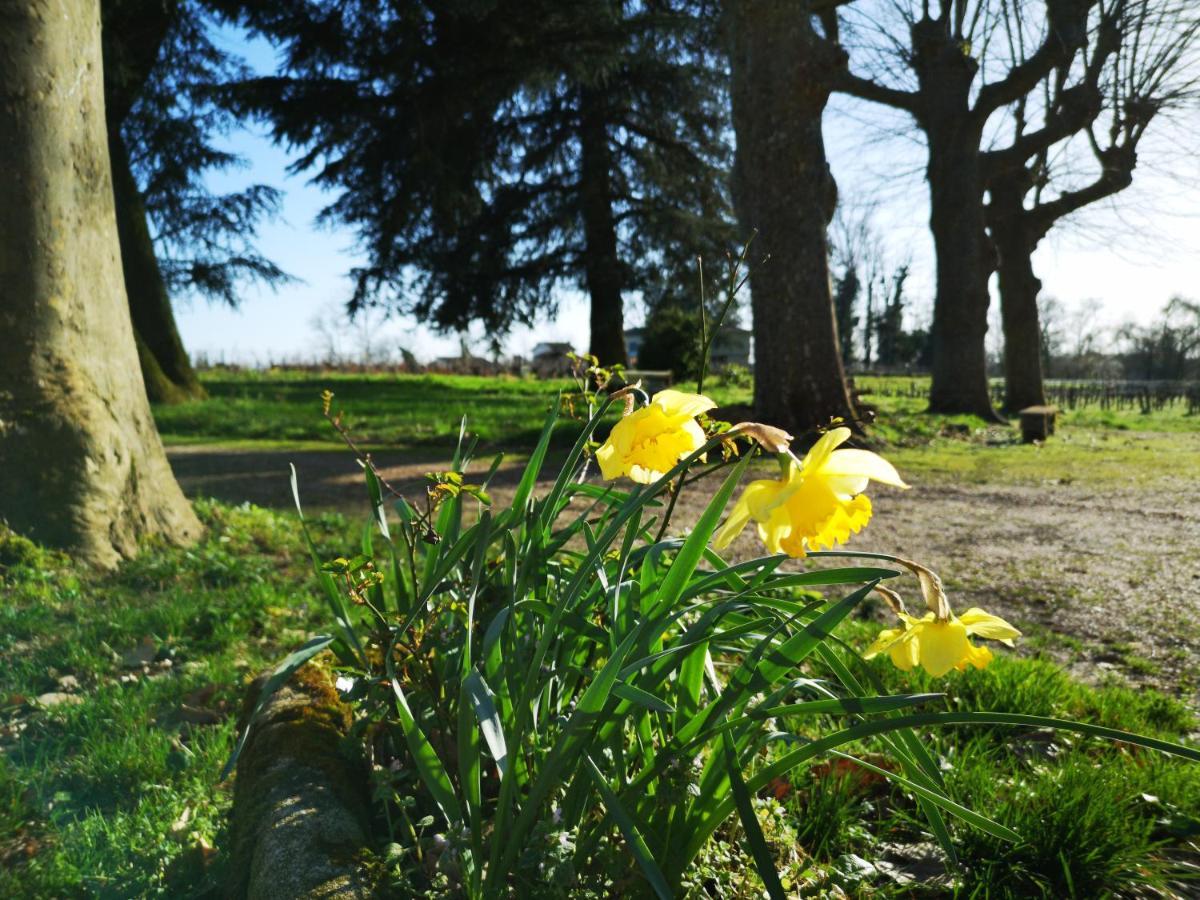 Chateau Cantelaube Saint-Emilion Bagian luar foto